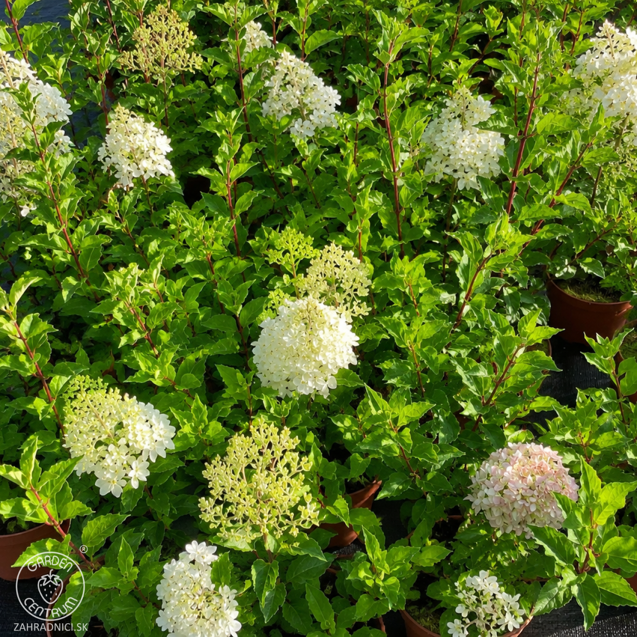 Obrázok Hortenzia metlinatá (Hydrangea paniculata) ‘MAGICAL ANDES’ - výška 50-60 cm, kont. C3L